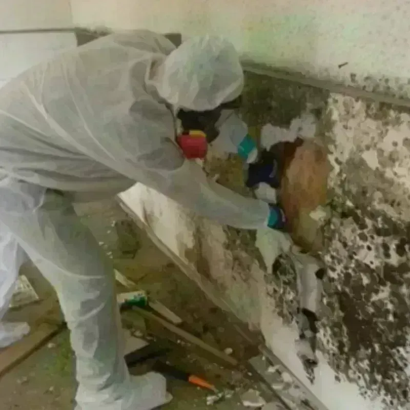 Mold Remediation and Removal in Meredith, NH